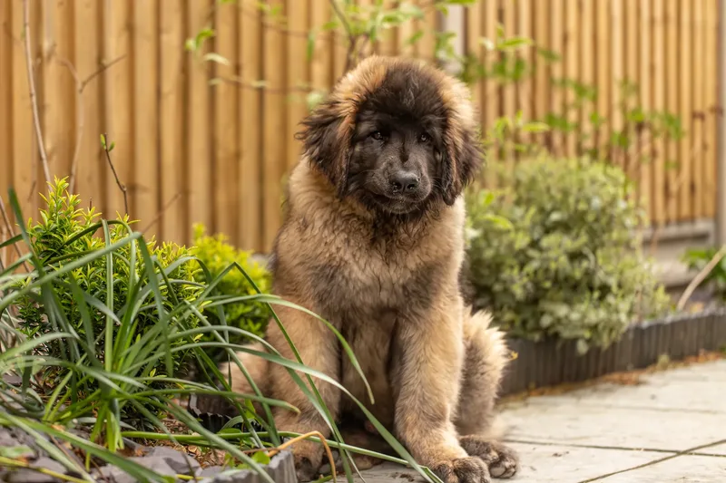 Alfie the Leonberger Puppy (40 of 41)