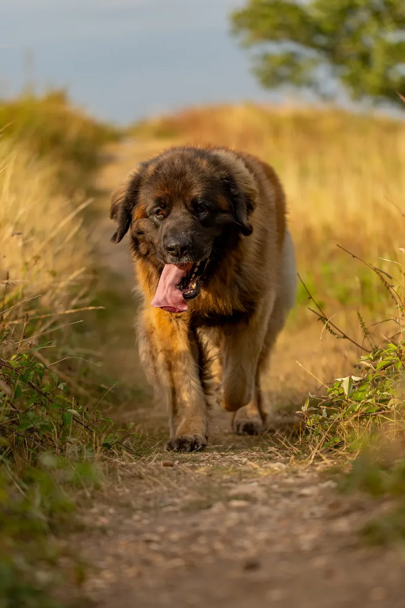 Koda