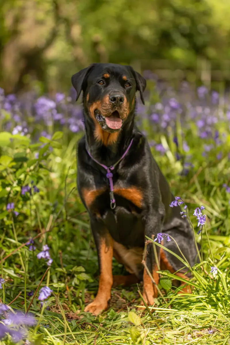 Karma the rottweiler in bluebells (23 of 30)