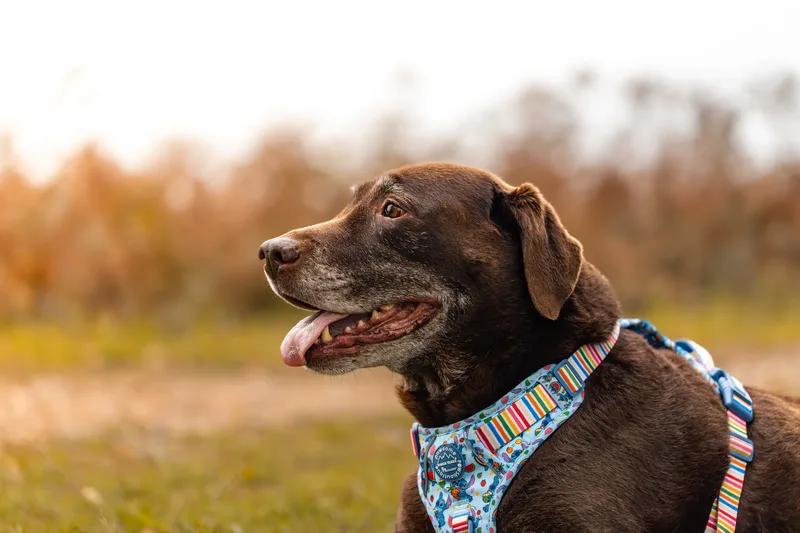 A Morning with Cas & Oreo at Canford Heath (12 of 24)