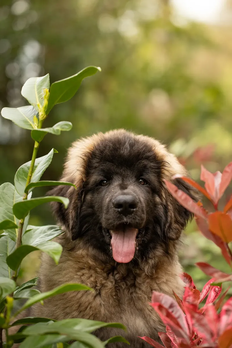 Alfie the Leonberger Puppy (1 of 41)