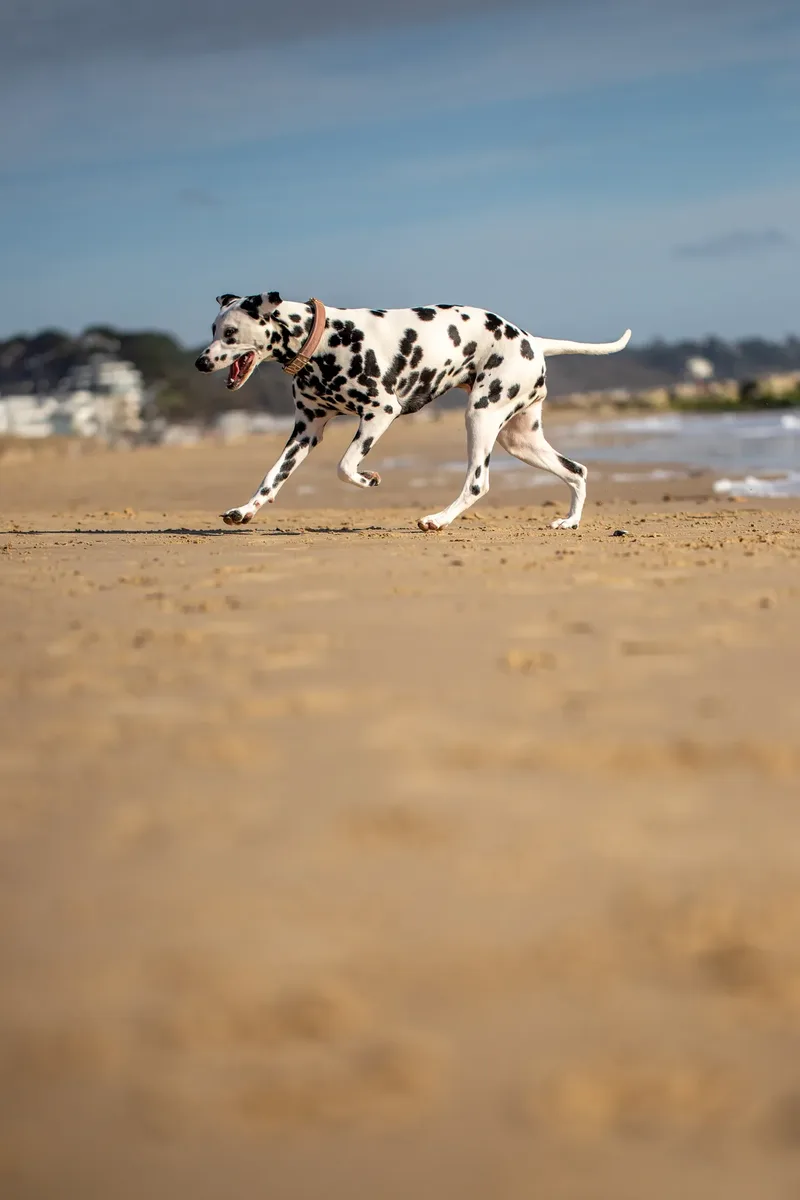 Perdy and Pongo (13 of 28)