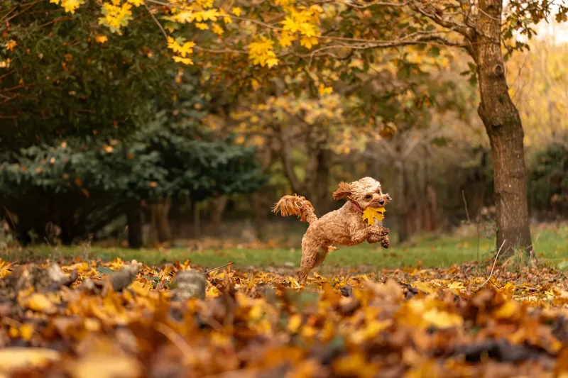 Bagel in autumn (3 of 24)