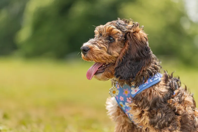 Luna the Cockapoo (11 of 24)