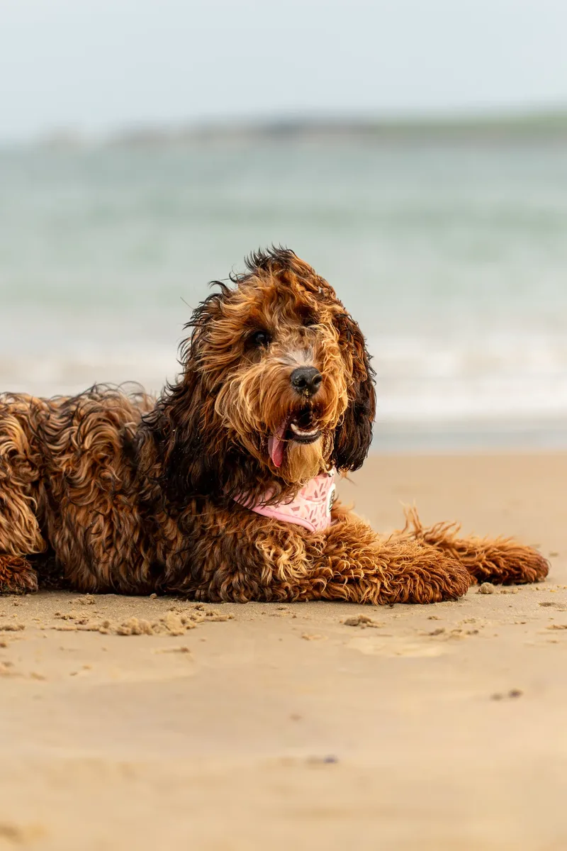 Luna & Oakley at Sandbanks (23 of 24)