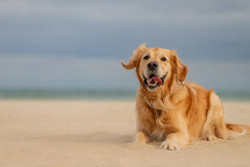 Murphy the golden retriever