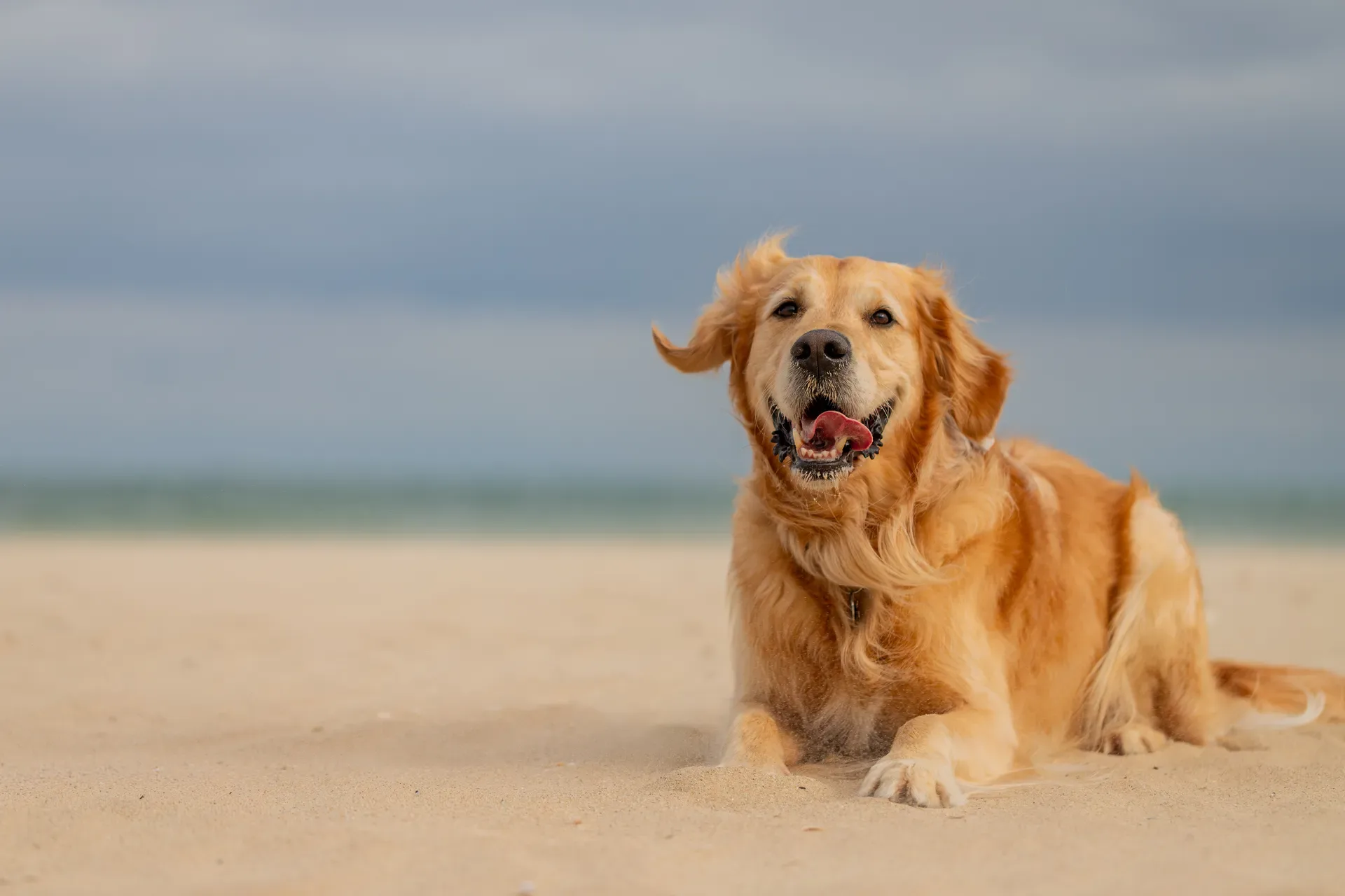Murphy the golden retriever