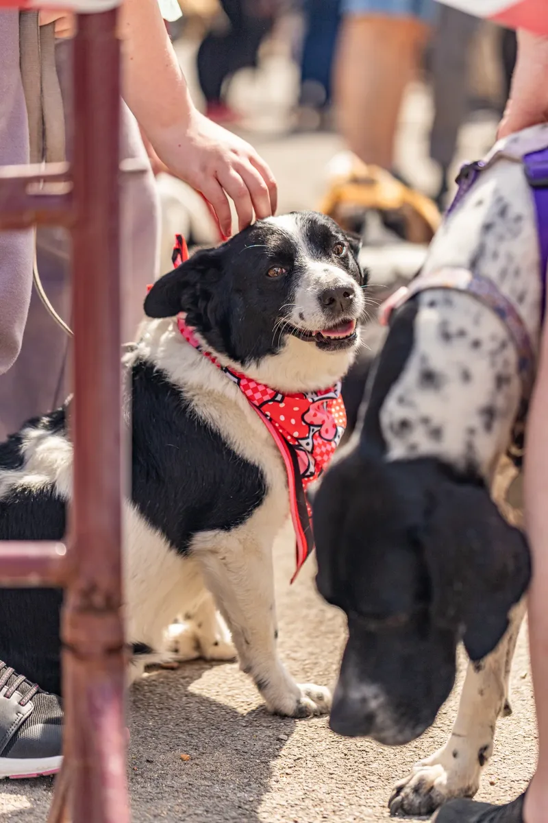 Sunshine, Smiles & Wagging Tails at Cherry Tree Nurseries (15 of 24)