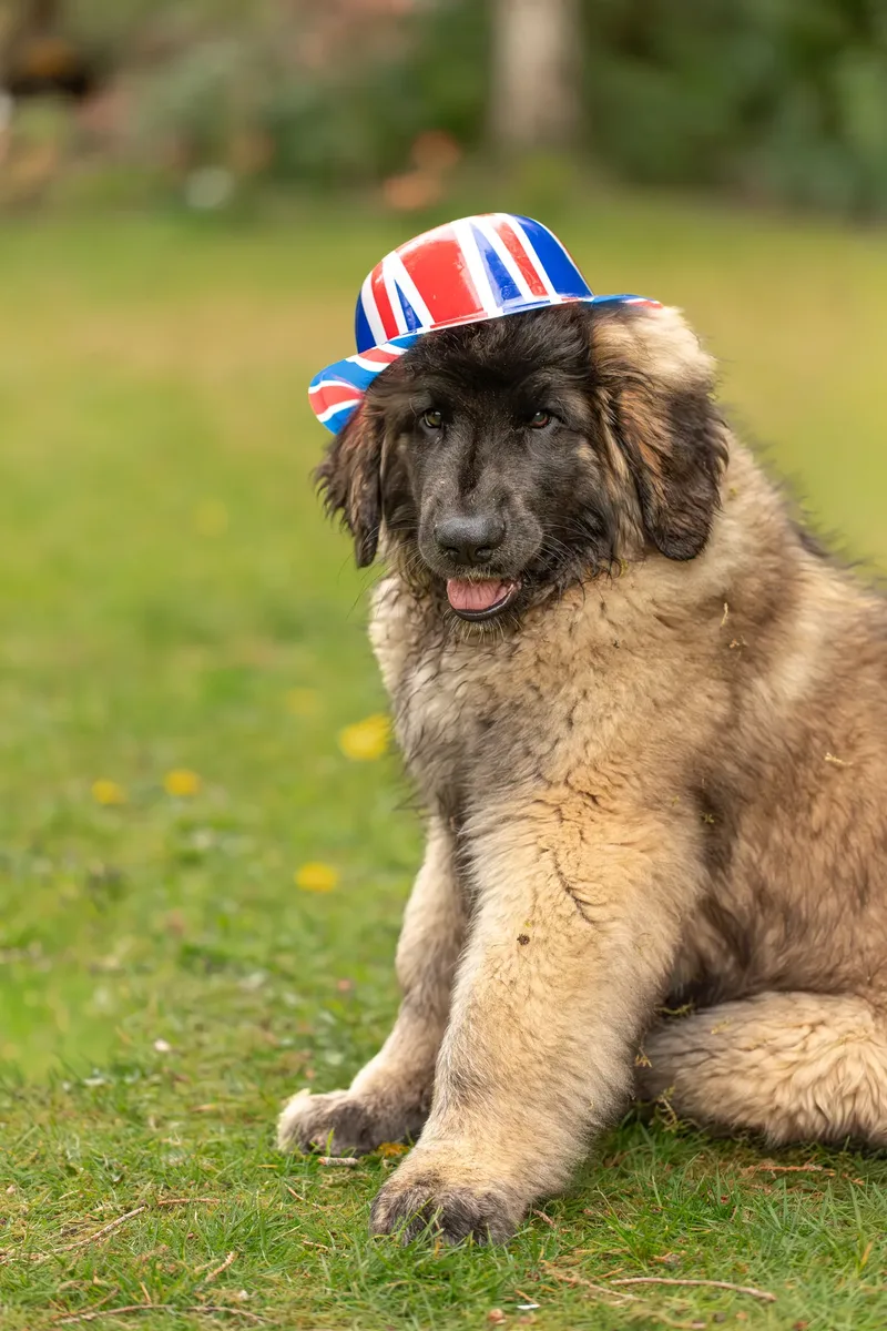 Alfie the Leonberger Puppy (36 of 41)