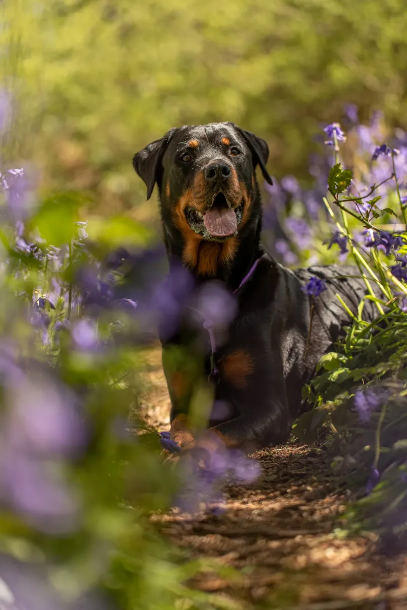 Karma the rottweiler in bluebells