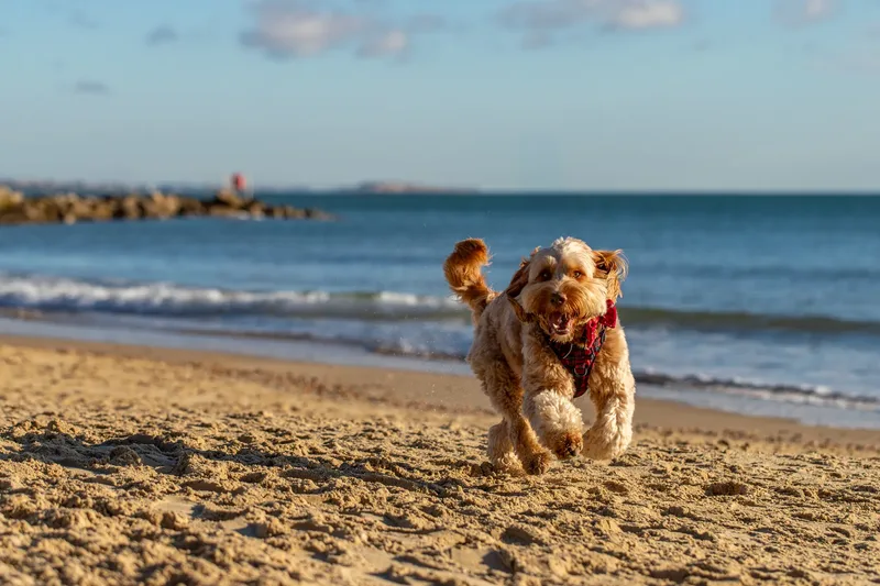 Toby Xmas beach shoot! (17 of 24)