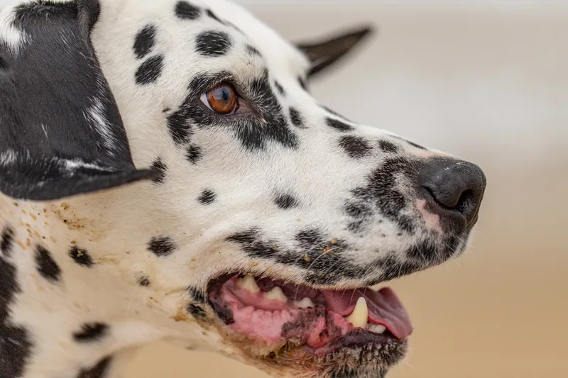 Domino the Dalmation (18 of 24)