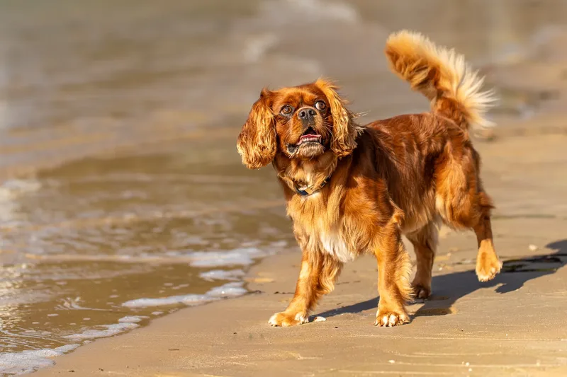 Rusty The Cavalier (21 of 24)