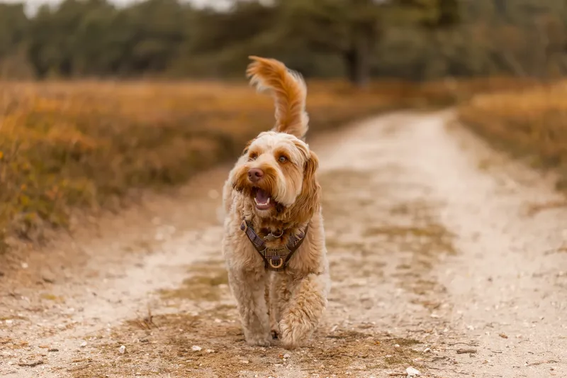 An Autumn Afternoon with Toby at Canford Heath (17 of 24)