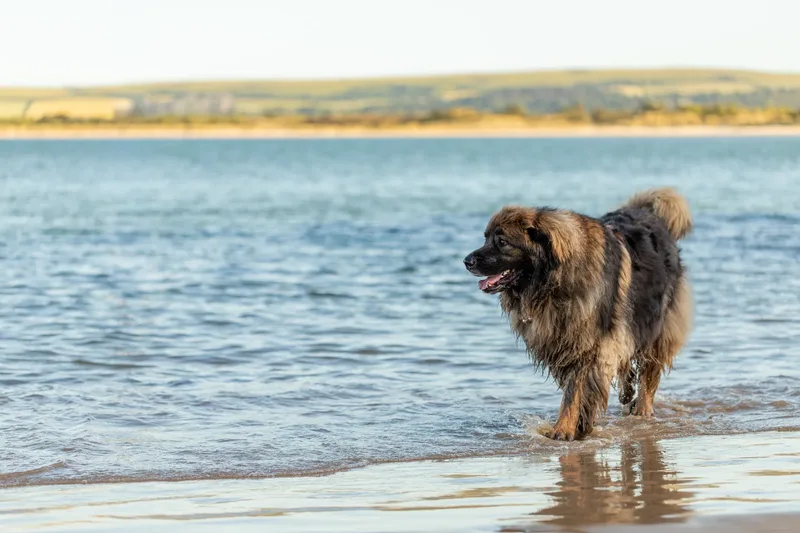 Leonberger Meet Up (10 of 47)
