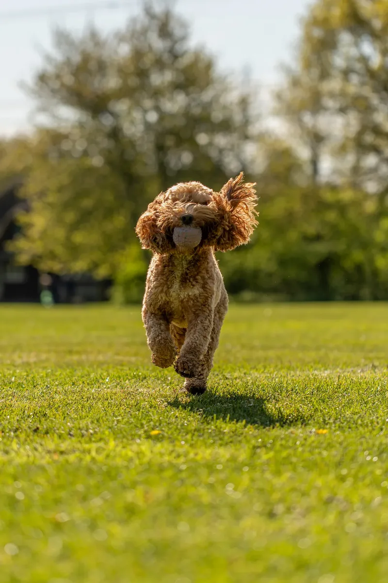 Teddy the cockapoo in the bluebells (6 of 21)