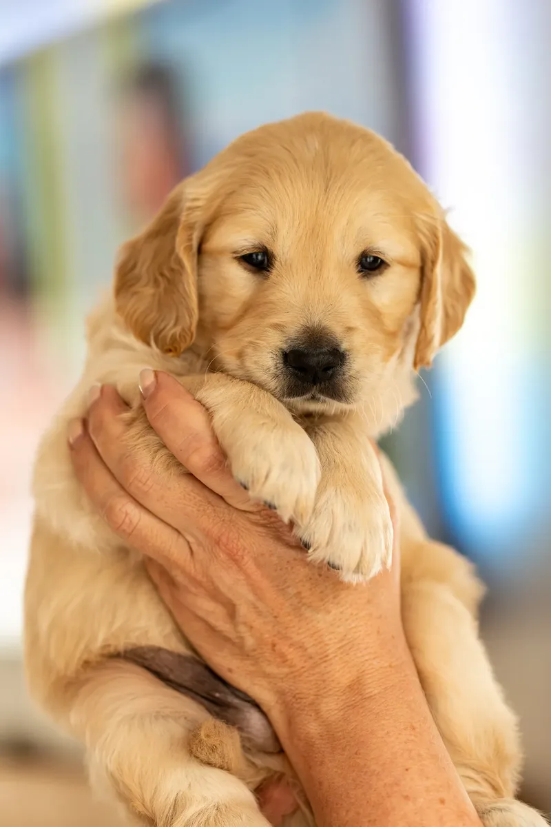 Golden Retriever Puppies (2 of 60)