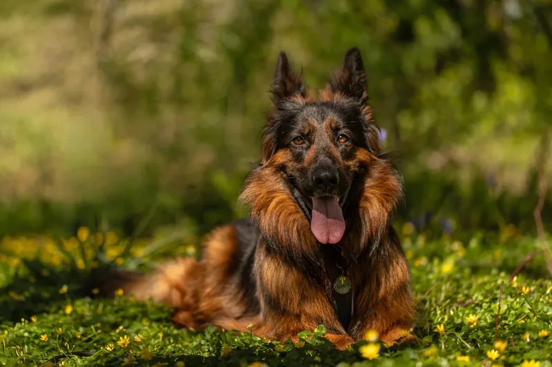 Tora the german shepherd (25 of 28)