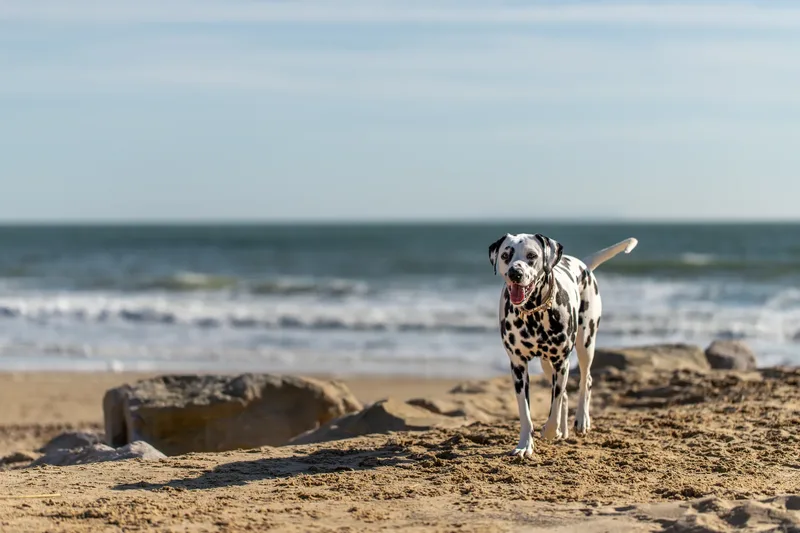 Perdy and Pongo (23 of 28)