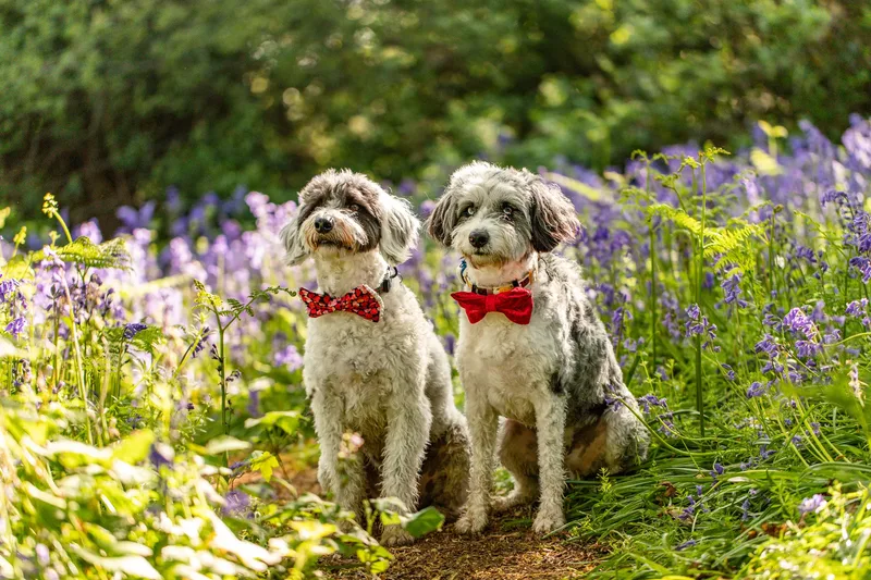Dougie & Barney – The Bordoodle Cousins