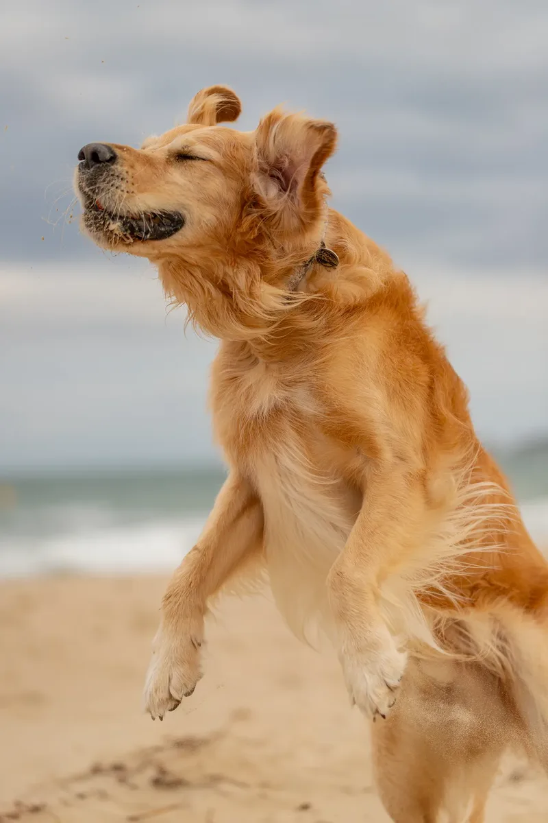 Murphy the golden retriever (36 of 41)