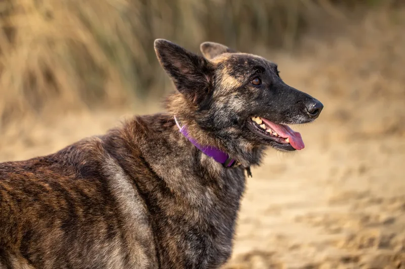 Baloo and Estia on the beach (21 of 22)