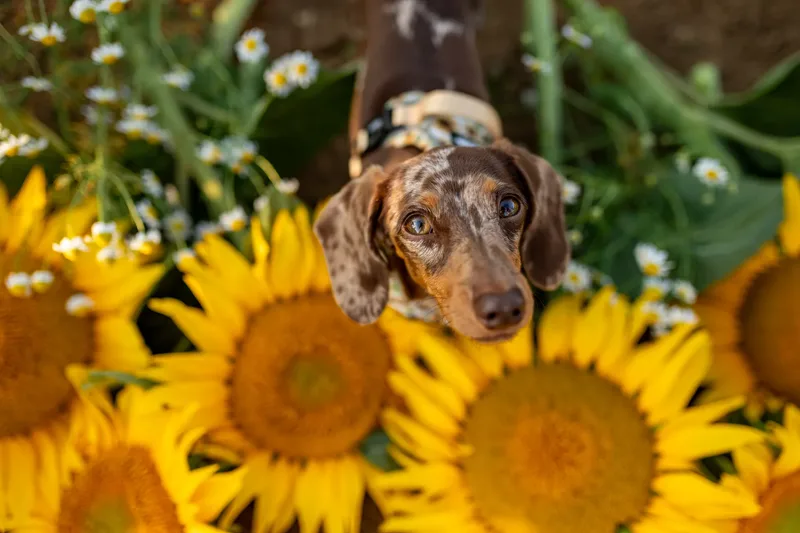 Margot in Sunflowers