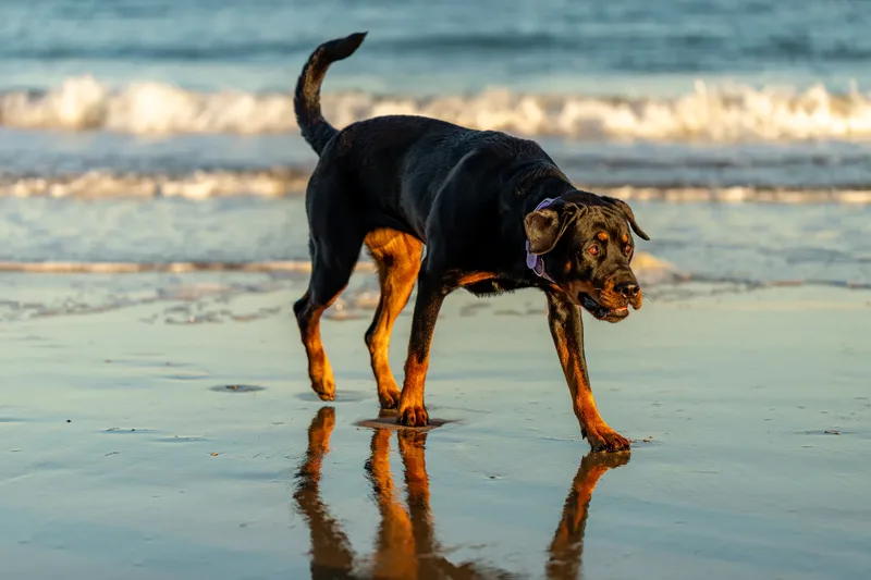 Karma the Rottie (11 of 24)