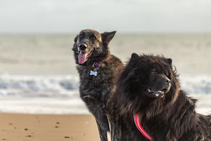Baloo and Estia on the beach