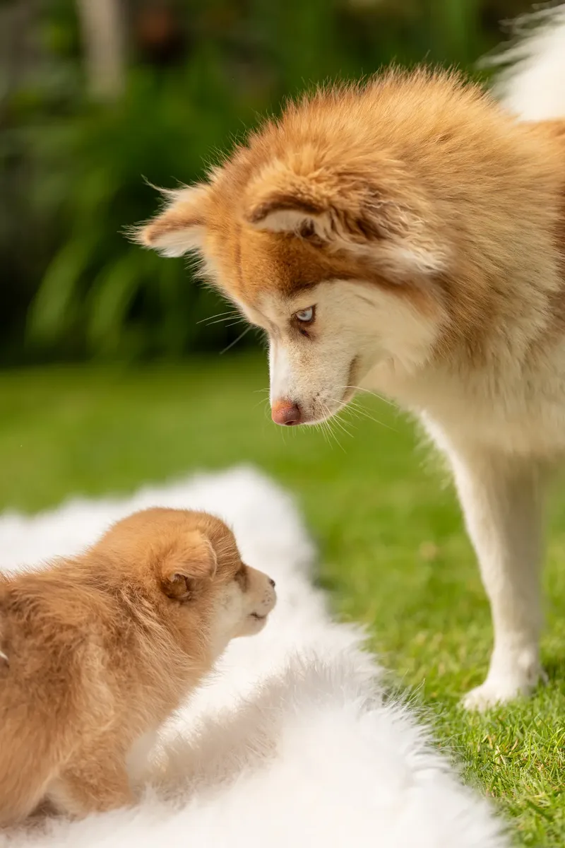 South Coast Pomsky’s (2 of 29)