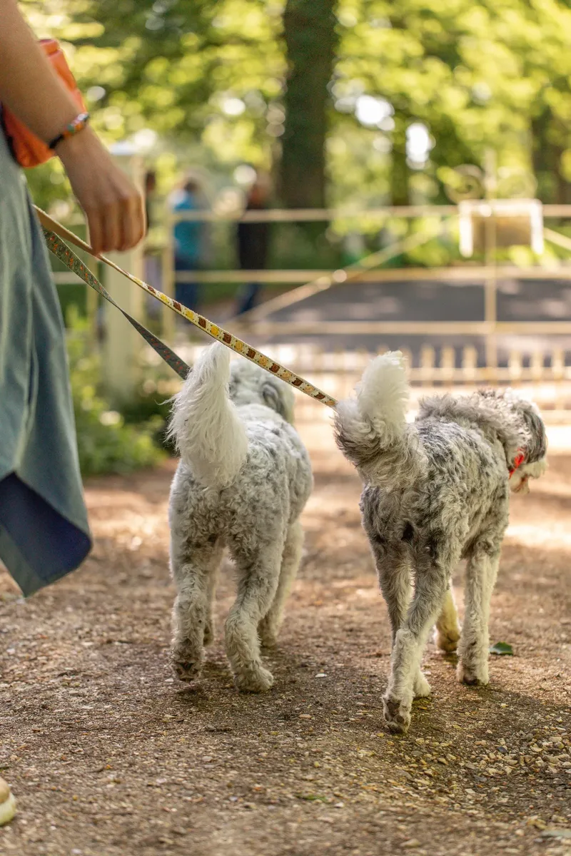 Dougie & Barney – The Bordoodle Cousins (12 of 22)
