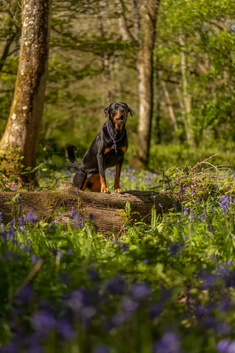 Karma the rottweiler in bluebells (30 of 30)