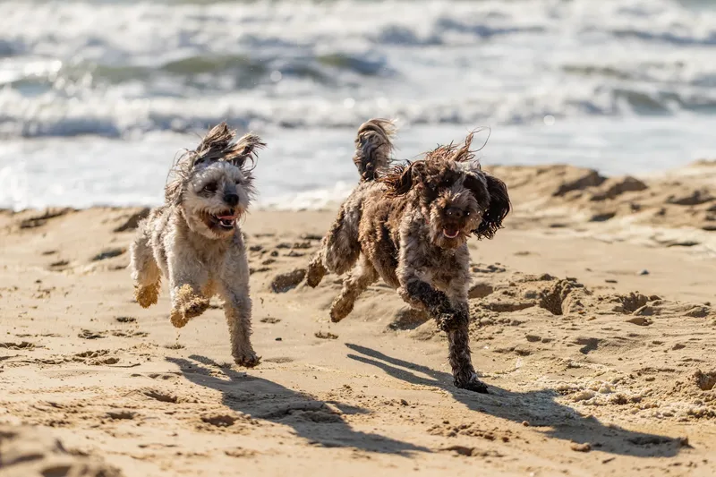 Hugo, Cookie, Flossie & Ralph (18 of 24)