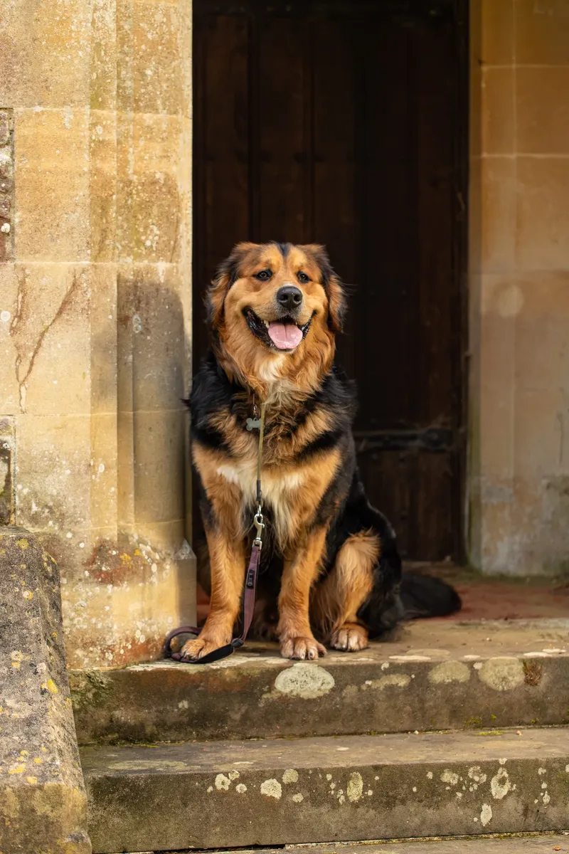 Finn the golden mountain dog (3 of 13)