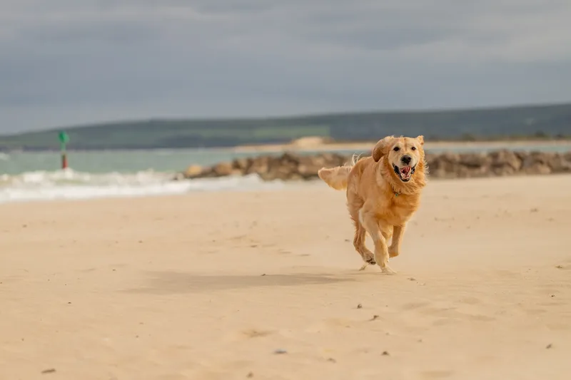 Murphy the golden retriever (19 of 41)