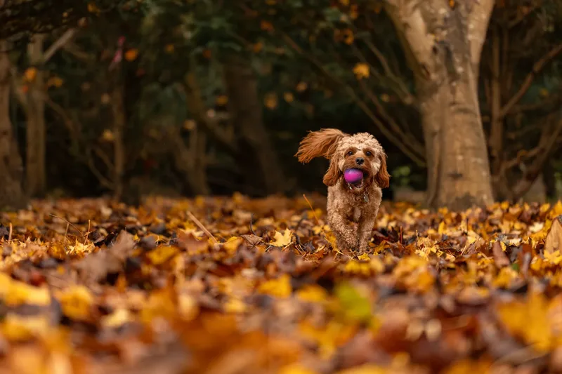 Bagel in autumn (2 of 24)