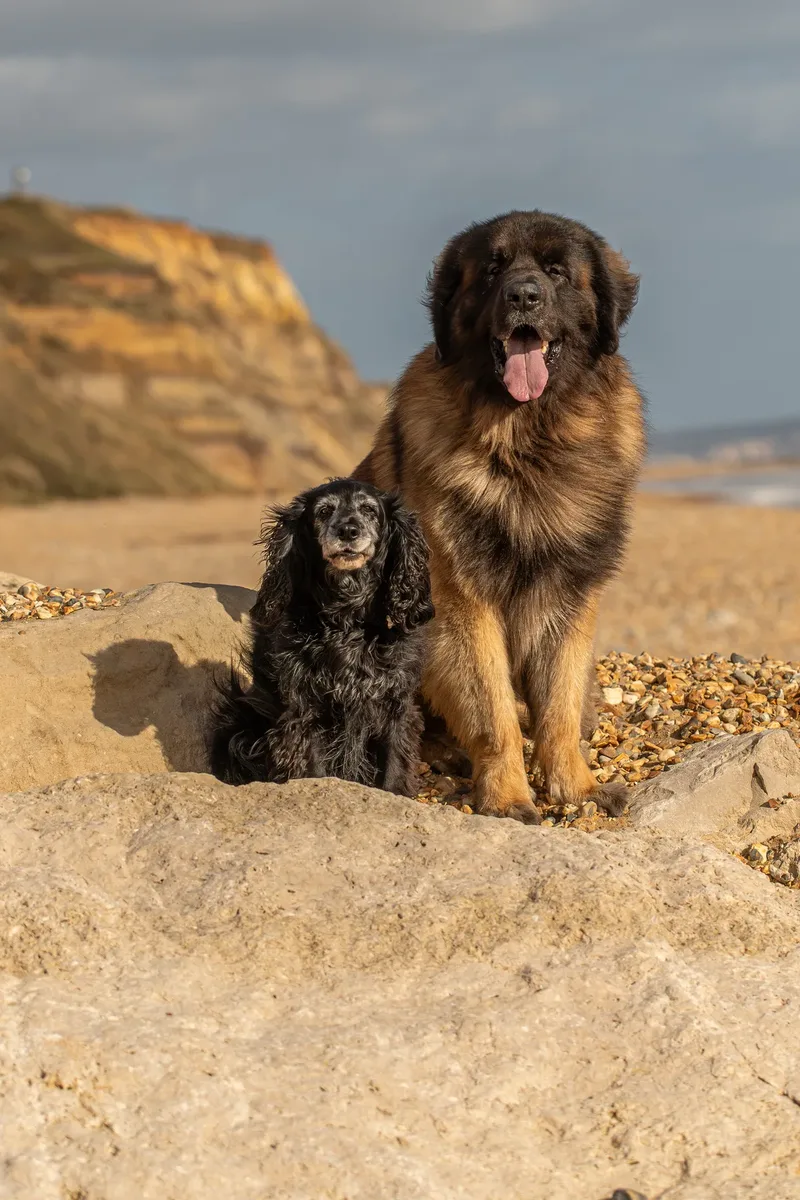 Koda and Cosmo (2 of 31)