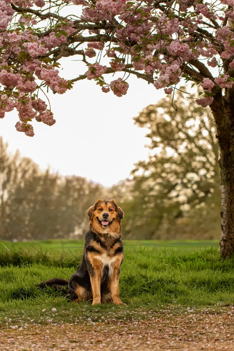 Finn the golden mountain dog (5 of 13)