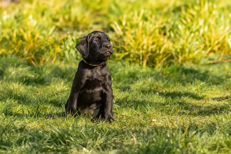 Labrador Puppies (19 of 19)