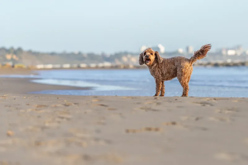 Red the Cavapoo (19 of 42)