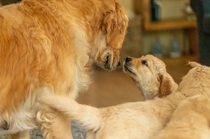 Marlee and her puppies! (9 of 24)