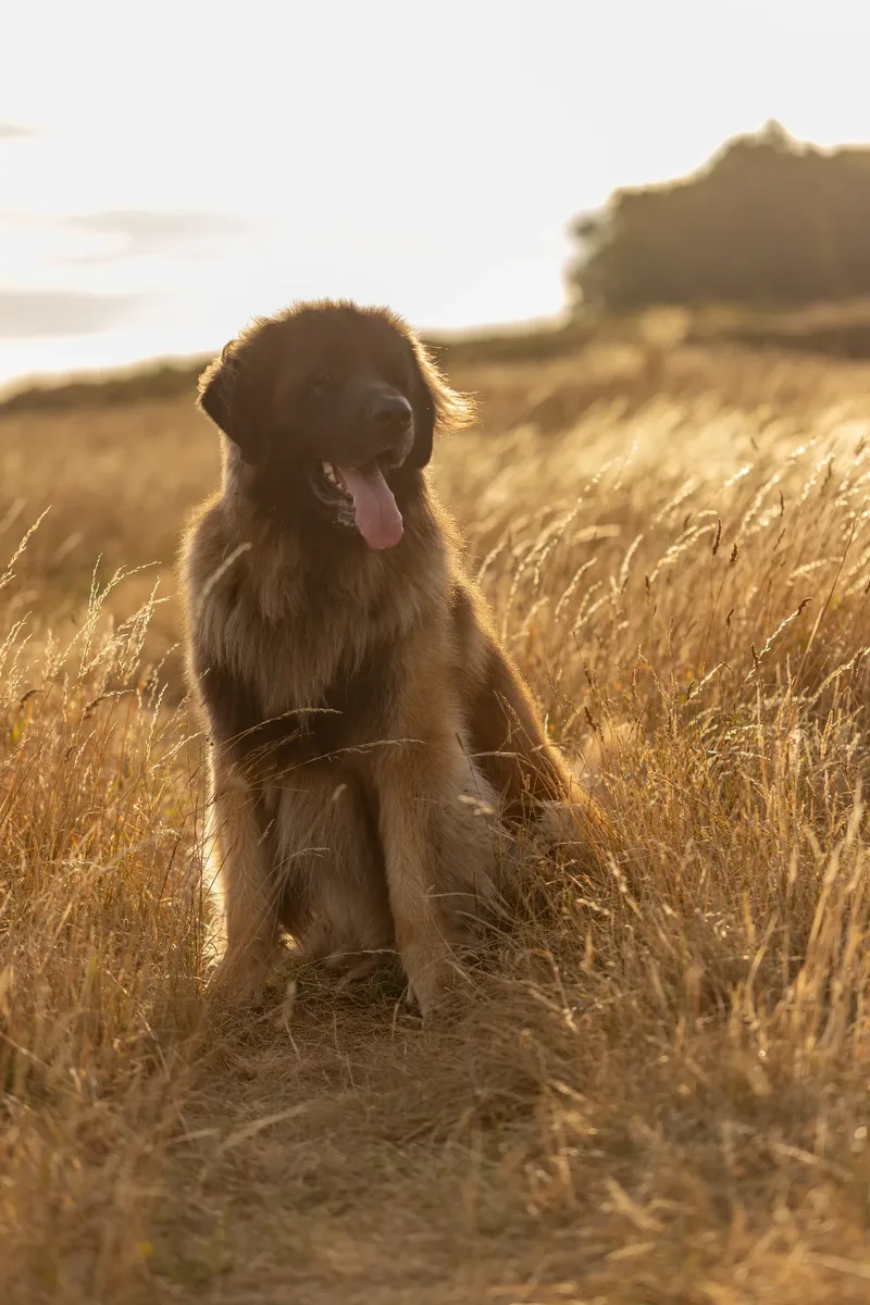 Koda