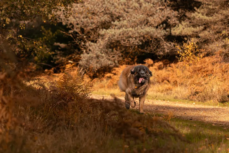 Koda the Bear (Leonberger) (20 of 24)