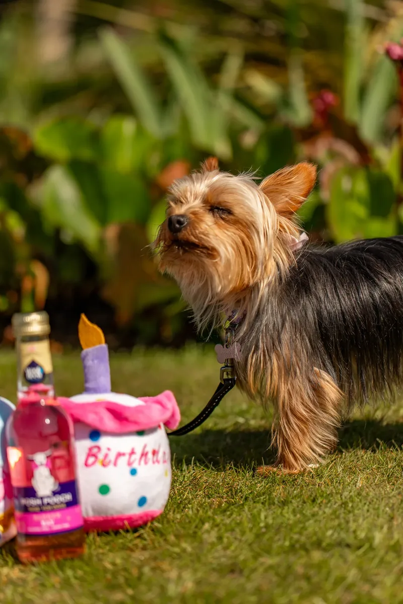 Willow – the mini yorkie (13 of 24)