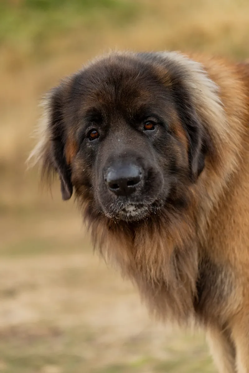 Koda
