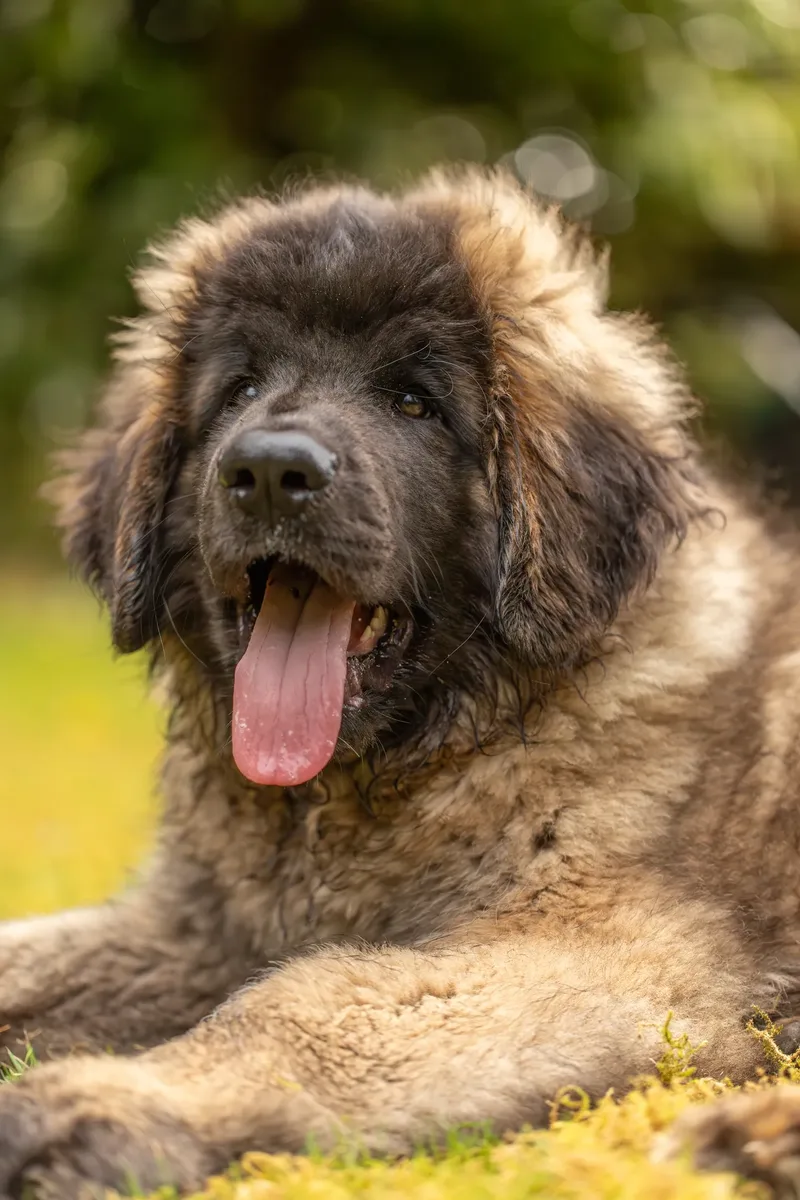 Alfie the Leonberger Puppy (29 of 41)
