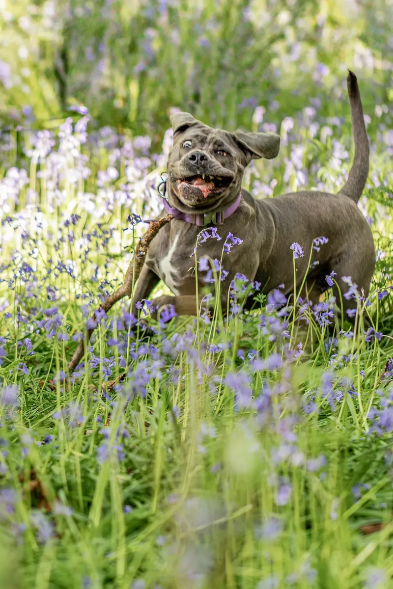 Skye the Cane Corso (4 of 23)