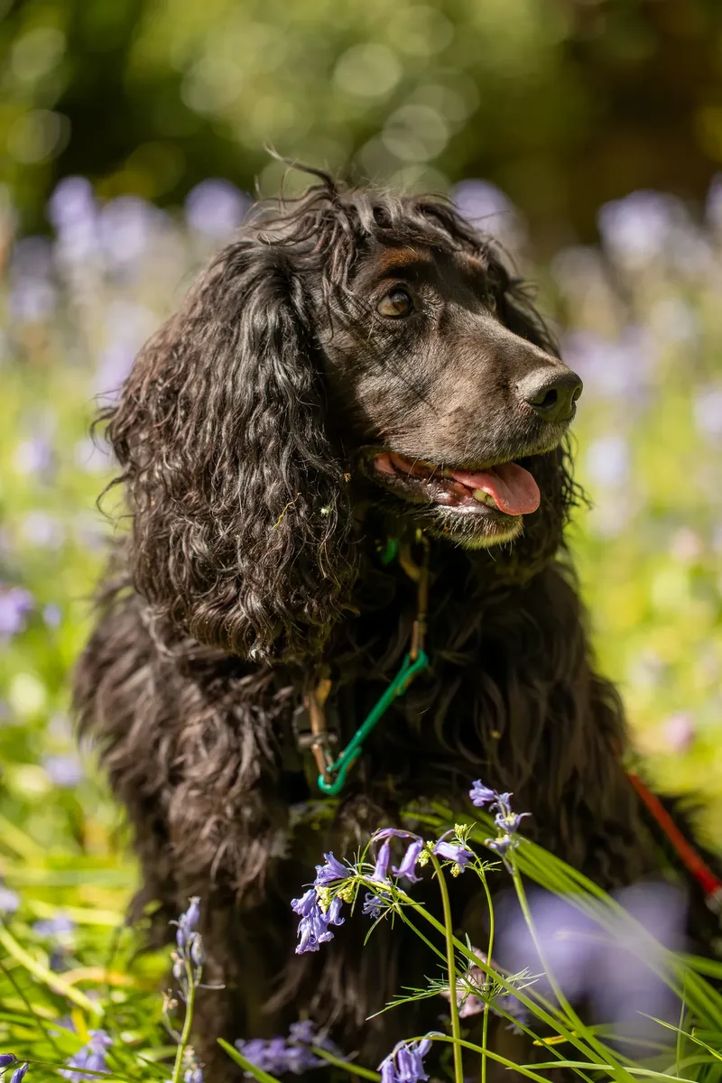 The Dorset Dog Trainer (10 of 42)