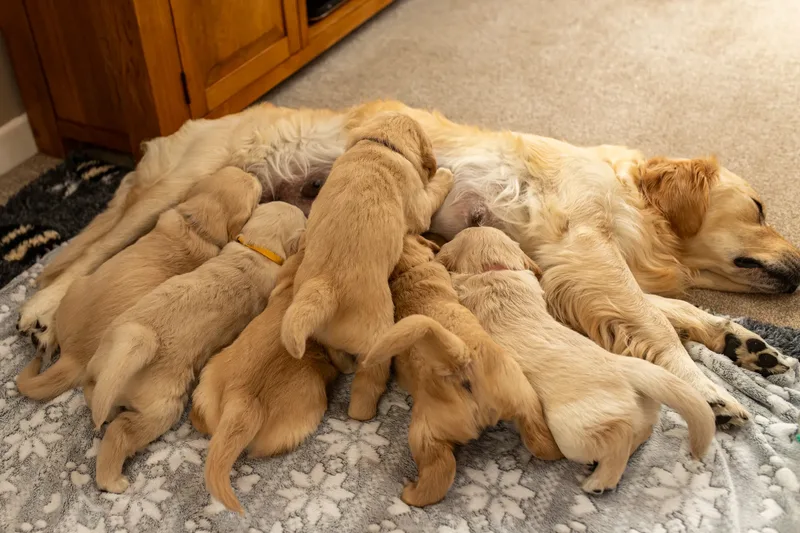 Golden Retriever Puppies (47 of 60)