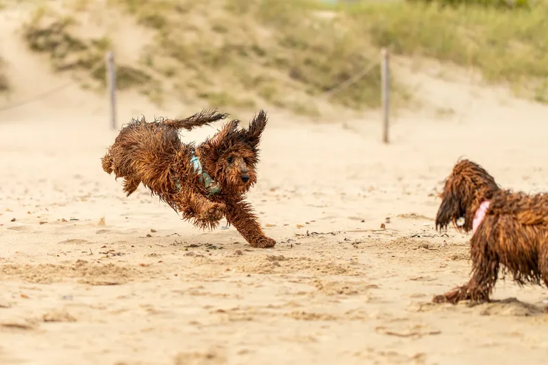 Luna & Oakley at Sandbanks (14 of 24)